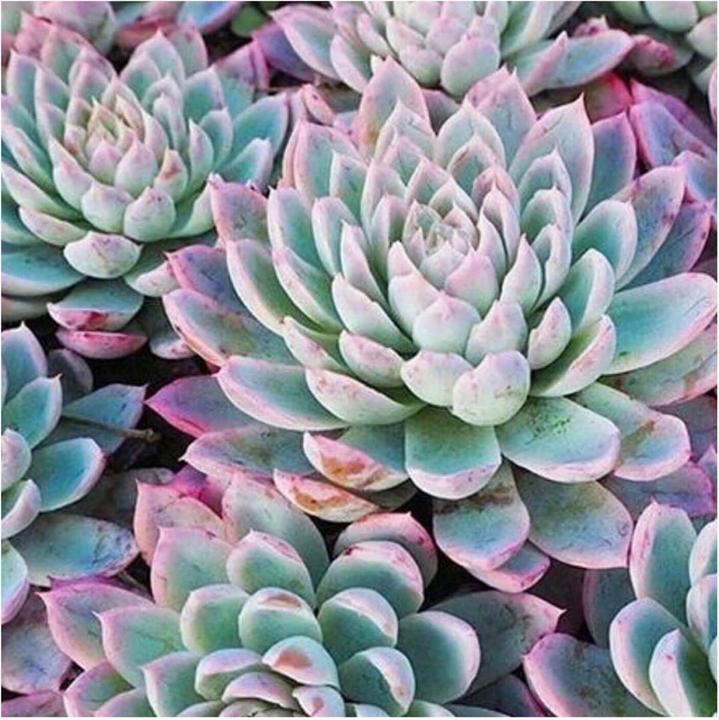 Produktbild Agave Healing Oil Gel Wax (Haargel)