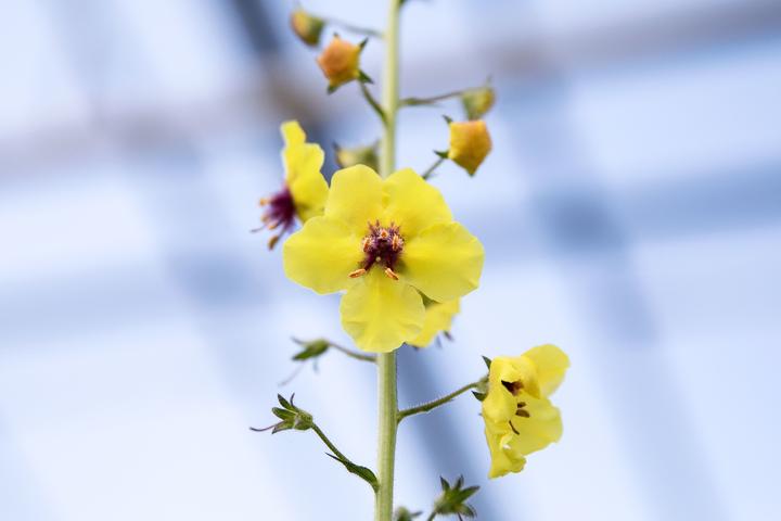 Produktbild Zollinger Bio Schaben-Königskerze (Blumensamen)
