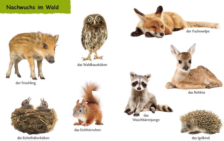 Produktbild Duden Kennst du Im Wald (Deutsch, 2019)