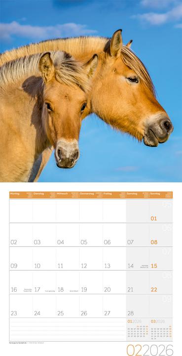 Actual product image Pferde Kalender 2026 - 30x30 (30 x 30 cm, Hardcover, German)