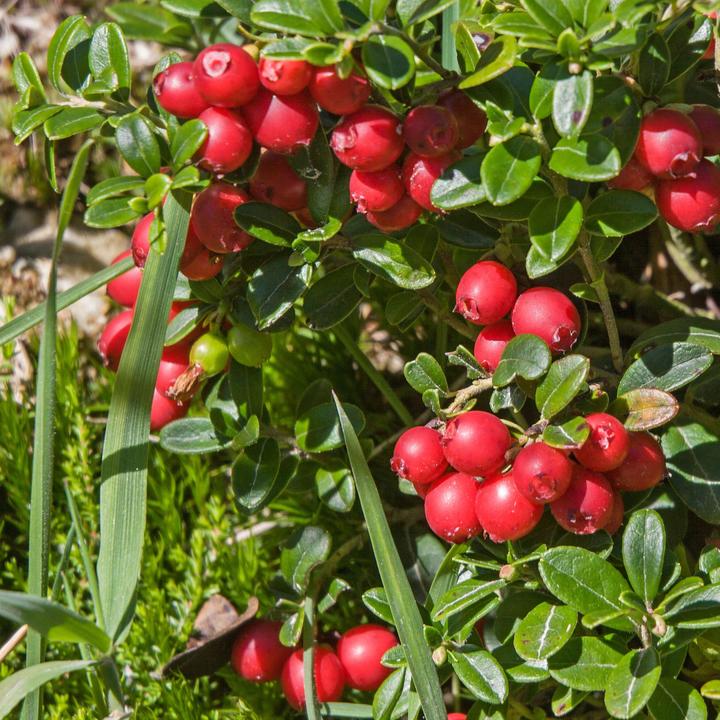 Produktbild Plant in a Box Vaccinium macrocarpon Cranberry - 3er Set Preiselbeere (10 cm)