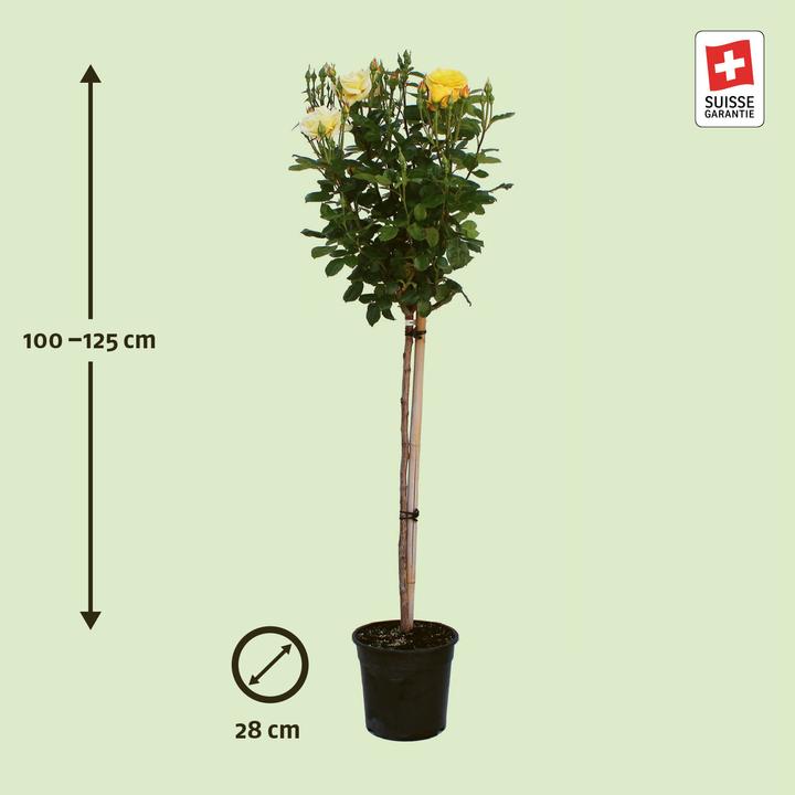 Image du produit Zulauf Floribundarose / Rosa 'Arthur Bell' (100 cm)