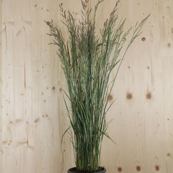 Produktbild Säntispracht Das weiss-gestreiftes, kompaktes Gestreiftes Reitgras - Calamagrostis acutiflora 'Overdam' (120 cm)