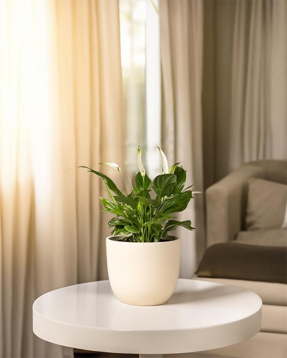 Actual product image feey Single leaf (35 cm, Freshly repotted)