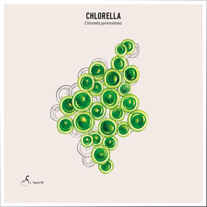 Image du produit Sekoya Chlorella | Détoxifie le corps (90 pièce(s), Cachets)