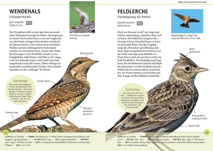 Produktbild Kosmos Gartenvögel lebensgross (Deutsch, Daniela Strauß, 2024)