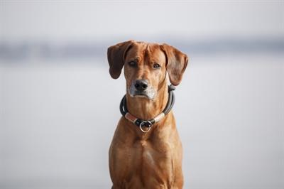 Image du produit Trixie Be Nordic Collier Hond Half-Slip Zwart / Zand (Chien, Sport canin)