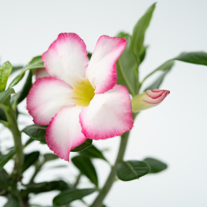 Actual product image Plant in a Box Adenium Obesum 'Pink Star' - Wüstenrose (30 cm)