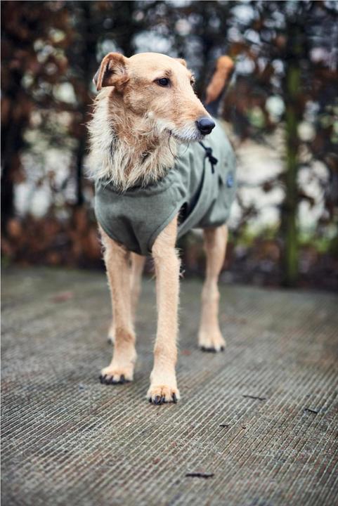 Actual product image Hunter Dog coat Uppsala Trend (55, Dog coat)