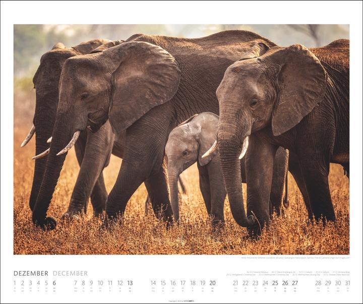 Actual product image Elefanten Kalender 2026 (55 x 46 cm, German)