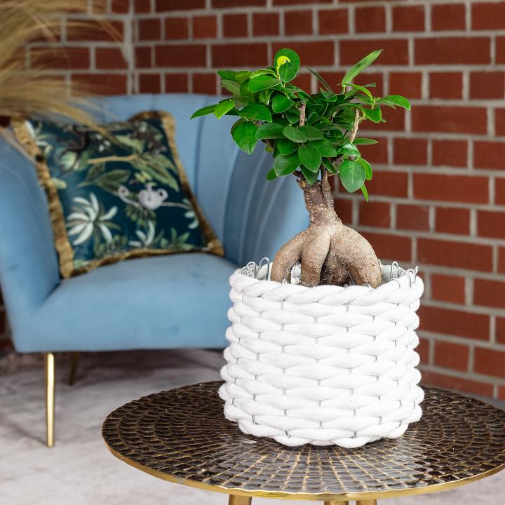 Produktbild Flowerbox Chinesische Feige - Ficus Ginseng (25 cm)
