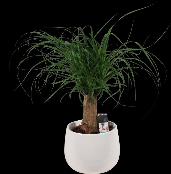 Produktbild Elefantenfuss im Übertopf 14cm (Beaucarnea recurvata)