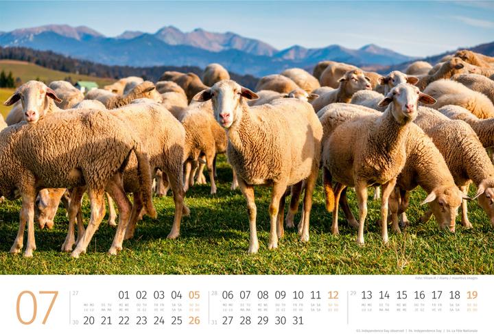 Actual product image Schafe Kalender 2026 (45 x 33 cm, Hardcover, German, French, Italian, English)