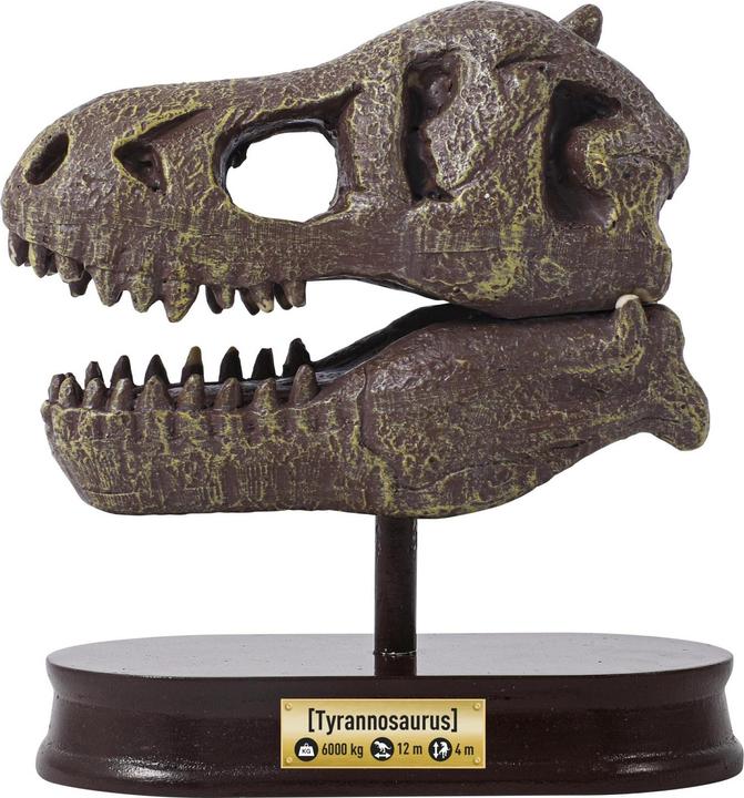 Immagine prodotto Buki Kit per l'esperimento del cranio di dinosauro - Tyrannosaurus