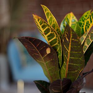Immagine prodotto Flowerbox Arbusto miracoloso "Petra" - Codiaeum Petra (20 cm)