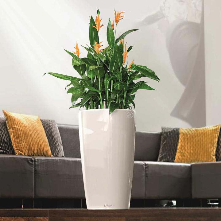 Actual product image Lechuza Rondo (40 cm)