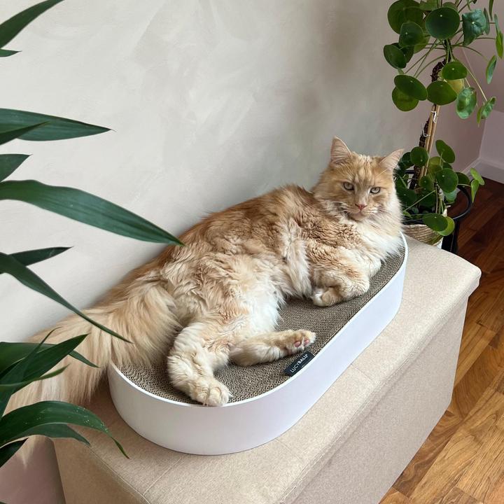 Produktbild LucyBalu SCRATCHBED Kartonbett (Katze)