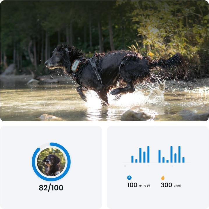Image du produit Tractive GPS Dog (XL, Chien, Promenade, Jogging, Sport canin)