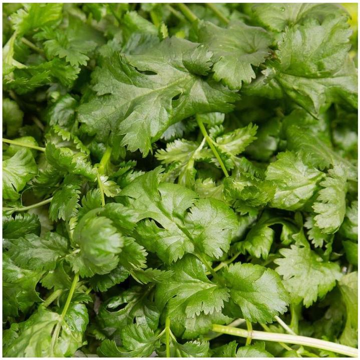 Immagine prodotto Plantui Coriandolo (Semi di erbe)