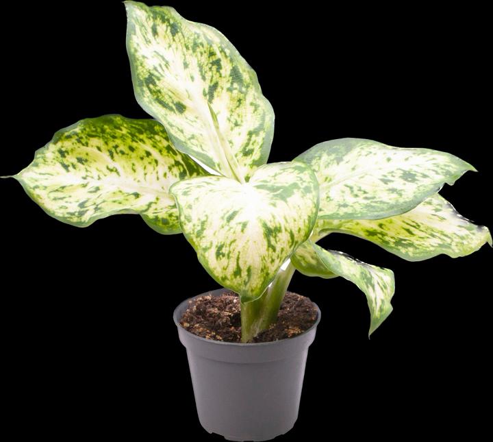 Image du produit Mahaloplants Dieffenbachia maculata
