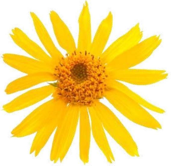 Produktbild Officinalis Dalla Grana Officinalis Arnica 90% Bustina (10 g)