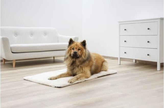 Image du produit Kerbl Theo (Chien)