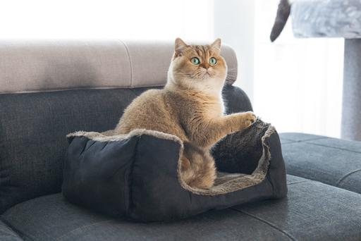 Produktbild Beeztees Plüschbett Baboo (Katze)