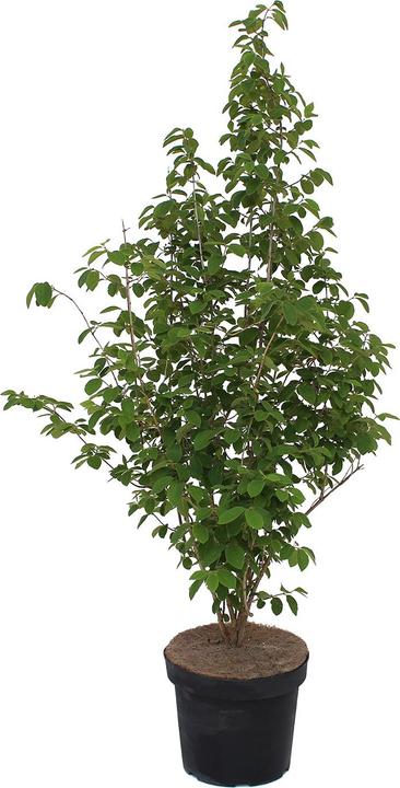 Actual product image Zulauf Rote Heckenkirsche / Lonicera xylosteum (100 cm)