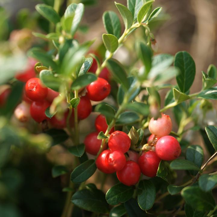 Produktbild Plant in a Box Vaccinium macrocarpon Cranberry - 3er Set Preiselbeere (10 cm)