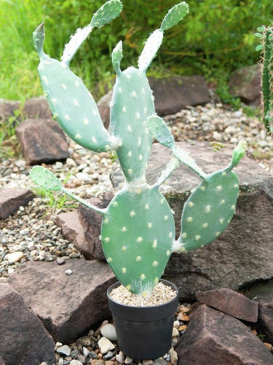 Image du produit Europalms Cactus à feuilles, plante artificielle, 76cm (76 cm)