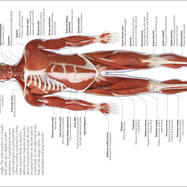 Produktbild The Concise Human Body Book (Englisch, DK, 2019)