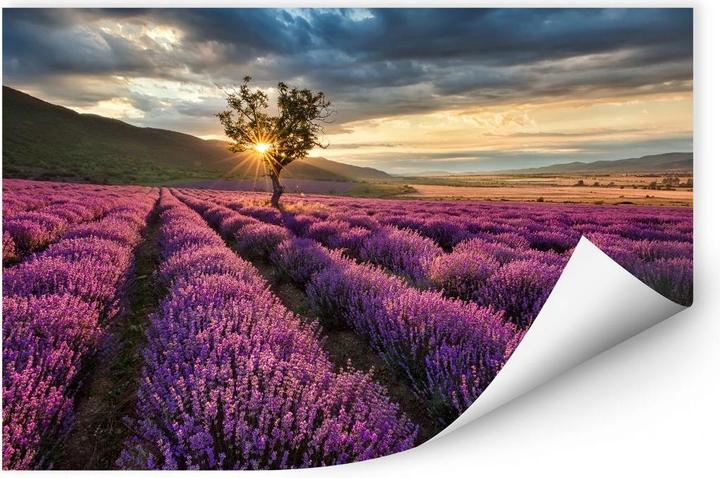 Immagine prodotto Trenddeko Fiori di lavanda in Provenza (60 x 40 cm)