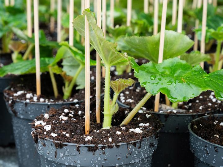 Image du produit PlantaPlus Grow-Mix