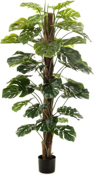 Productafbeelding Emerald Aurica (150 cm)