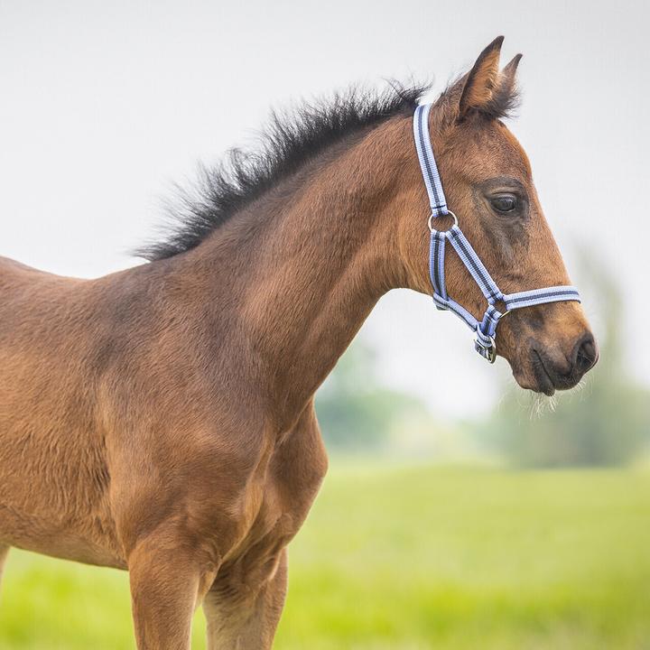 Produktbild Qhp Fohlenhalfter Kollektion für Pferde