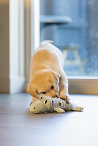 Actual product image Beeztees Puppy Crocodile Jake Dog Toy (Plush toy dog)