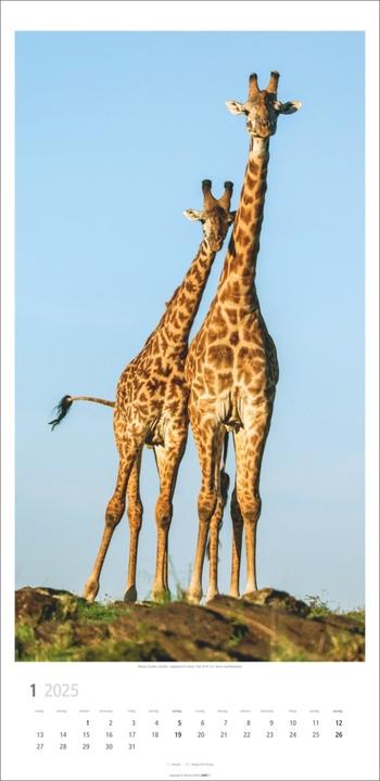 Actual product image Giraffe calendar 2025 (33 x 68 cm, Hardcover, German)