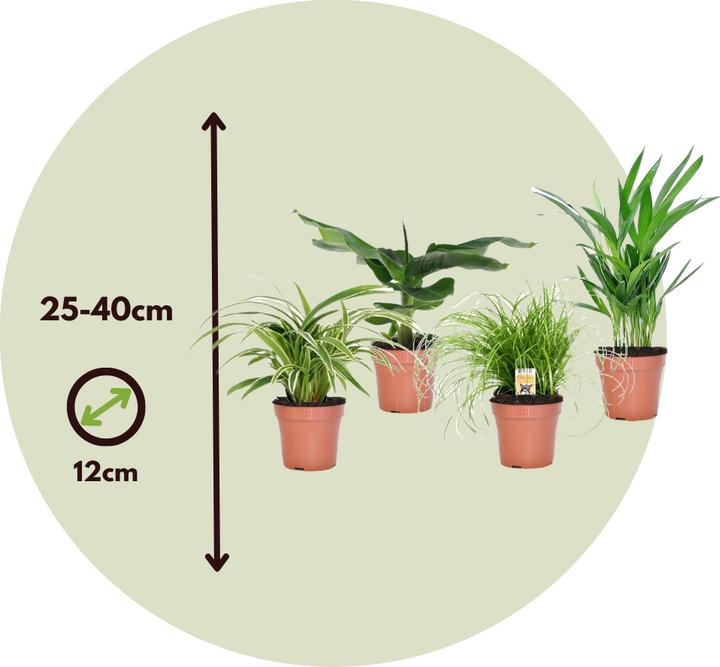Actual product image Plant in a Box Chlorophytum, Cyperus, Musa, Areca - Mixture of 4 Pet-friendly plants (25 cm)