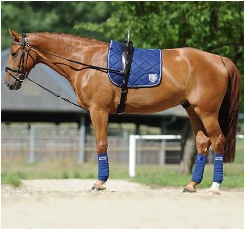 Actual product image Passier Gymnastic reins Horst Becker