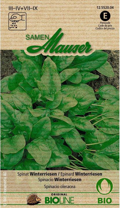 Actual product image Samen Mauser Bud Organic Spinach Winter Giant (Vegetable seeds)