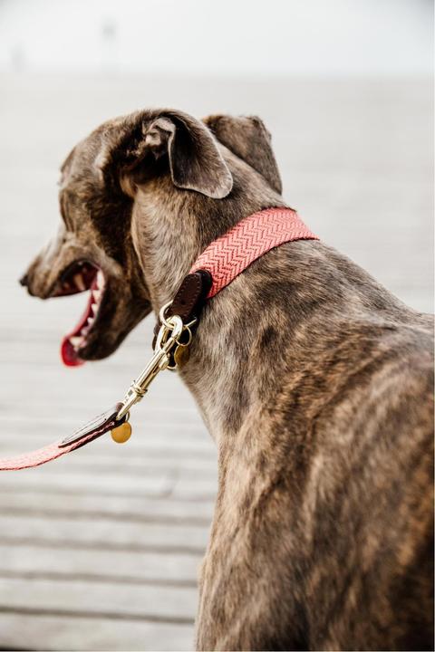 Produktbild Kentucky Dogwear Hundeleine Jacquard (140, Hund, Allgemein)