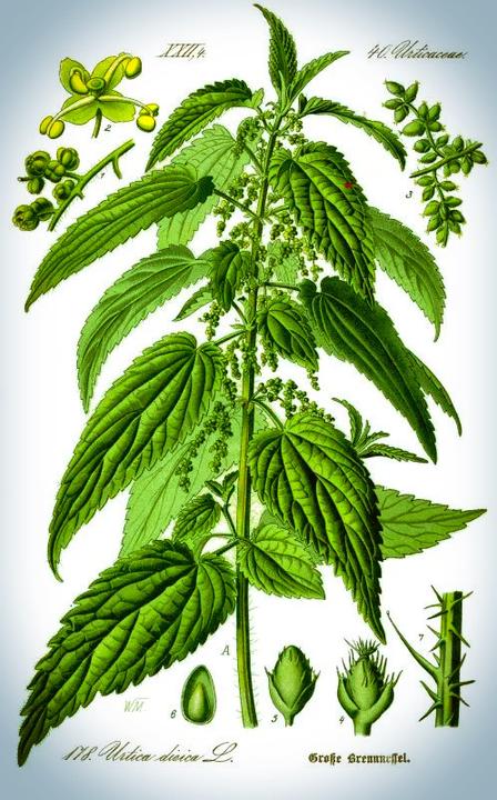Actual product image Zimmerli Adaptogene Nettle Capsules (BIO) 50 Capsules (1 Piece, Capsules, 25 g)
