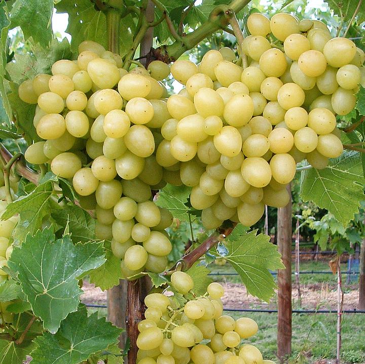 Produktbild Zulauf Hybridrebe / Vitis Arkadia (80 cm)