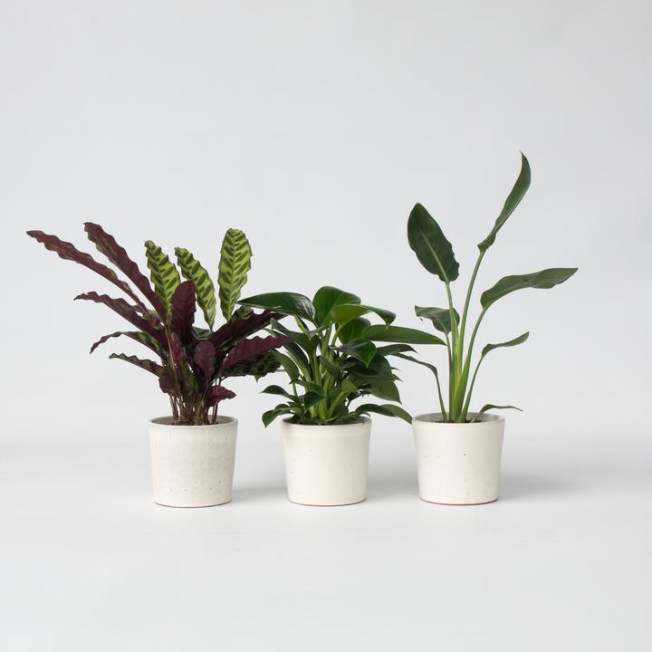 Actual product image Plant in a Box Calathea, Philodendron, Strelitzia - 3 mix Green indoor plants (25 cm)