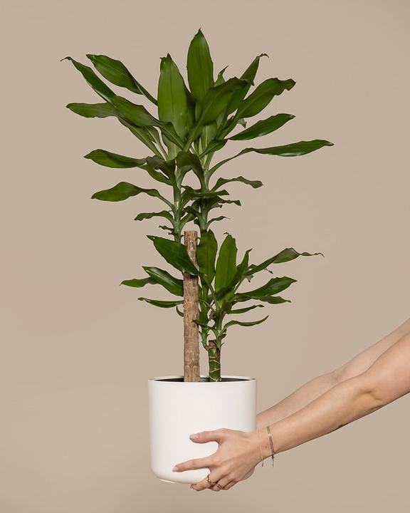 Actual product image feey Large dragon tree (85 cm, Freshly repotted)