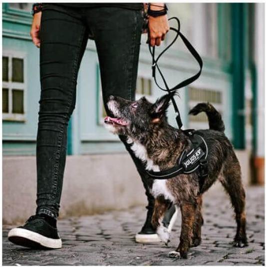 Image du produit Julius-K9 K9 Idc Powerg Mini Mini Rose 4 (mini1, Chien, Général)