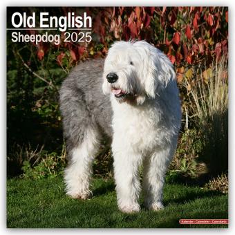 Produktbild Avonside Publishing Ltd:Old English She (305 x 305 mm, Deutsch)