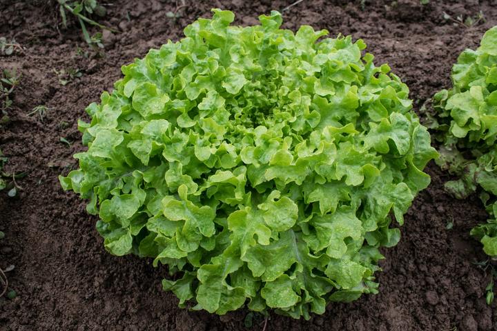 Image du produit Living Seeds Laitue Salad Bowl (Graines de légumes)