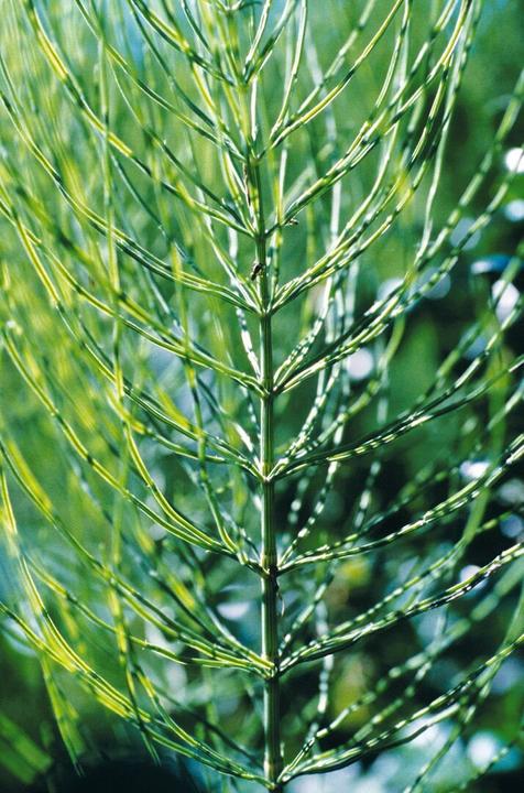 Actual product image Arkopharma Field horsetail (150 Piece, Capsules, 96 g)