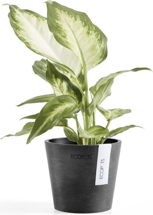 Produktbild Ecopots Amsterdam Mini (10.50 cm)